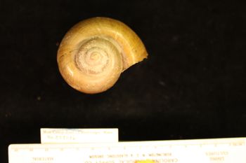 Media type: image; Malacology 258086